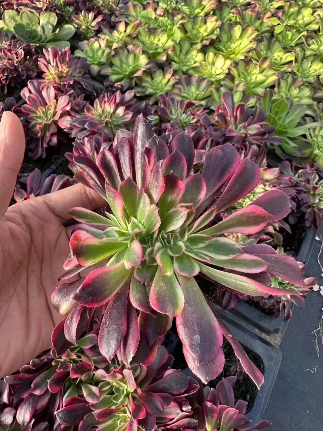 plant Aeonium Echeveria Haworthia  Caudex  Lithops Cactus  Agave 