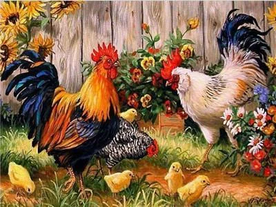 Animal Rooster Paint By Numbers Kits UK For Adult Y5523