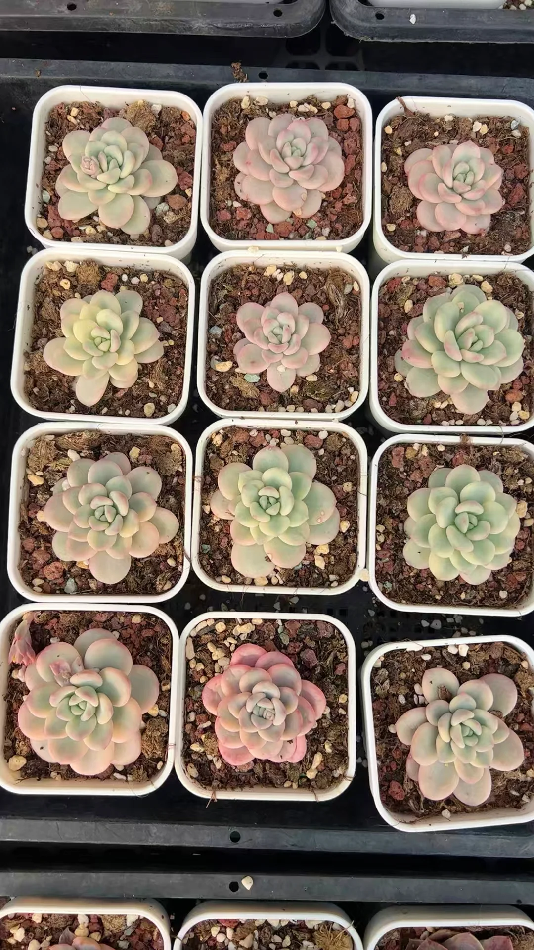 plant Aeonium Echeveria Haworthia  Caudex  Lithops Cactus  Agave 