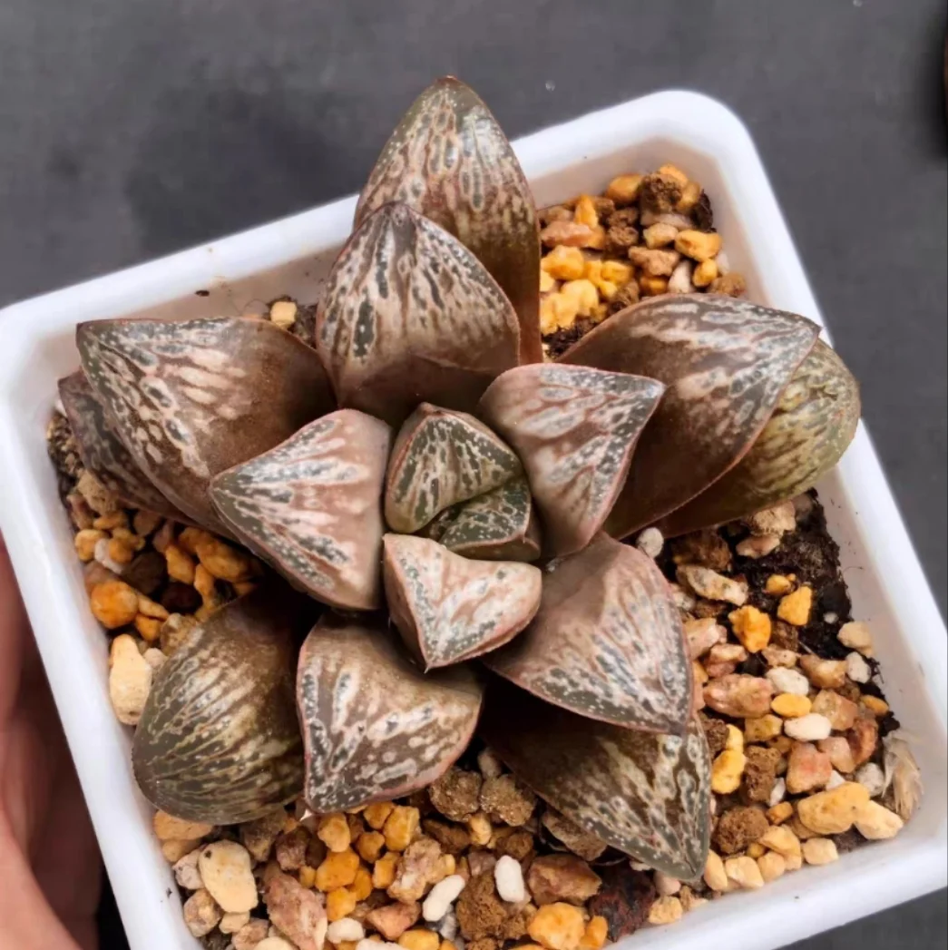 plant Aeonium Echeveria Haworthia  Caudex  Lithops Cactus  Agave 