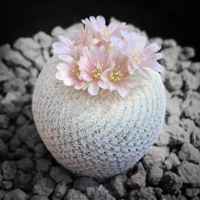 plant Aeonium Echeveria Haworthia  Caudex  Lithops Cactus  Agave 