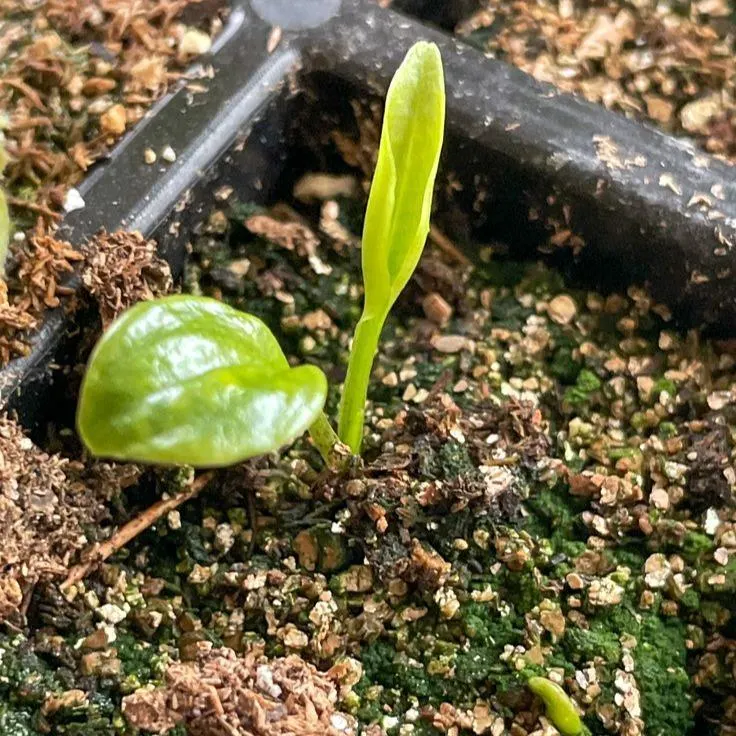 Muticolor Hosta Seeds-Perennial Shade Plant for Garden and Yard Plant🌈God's Artistic Canvas