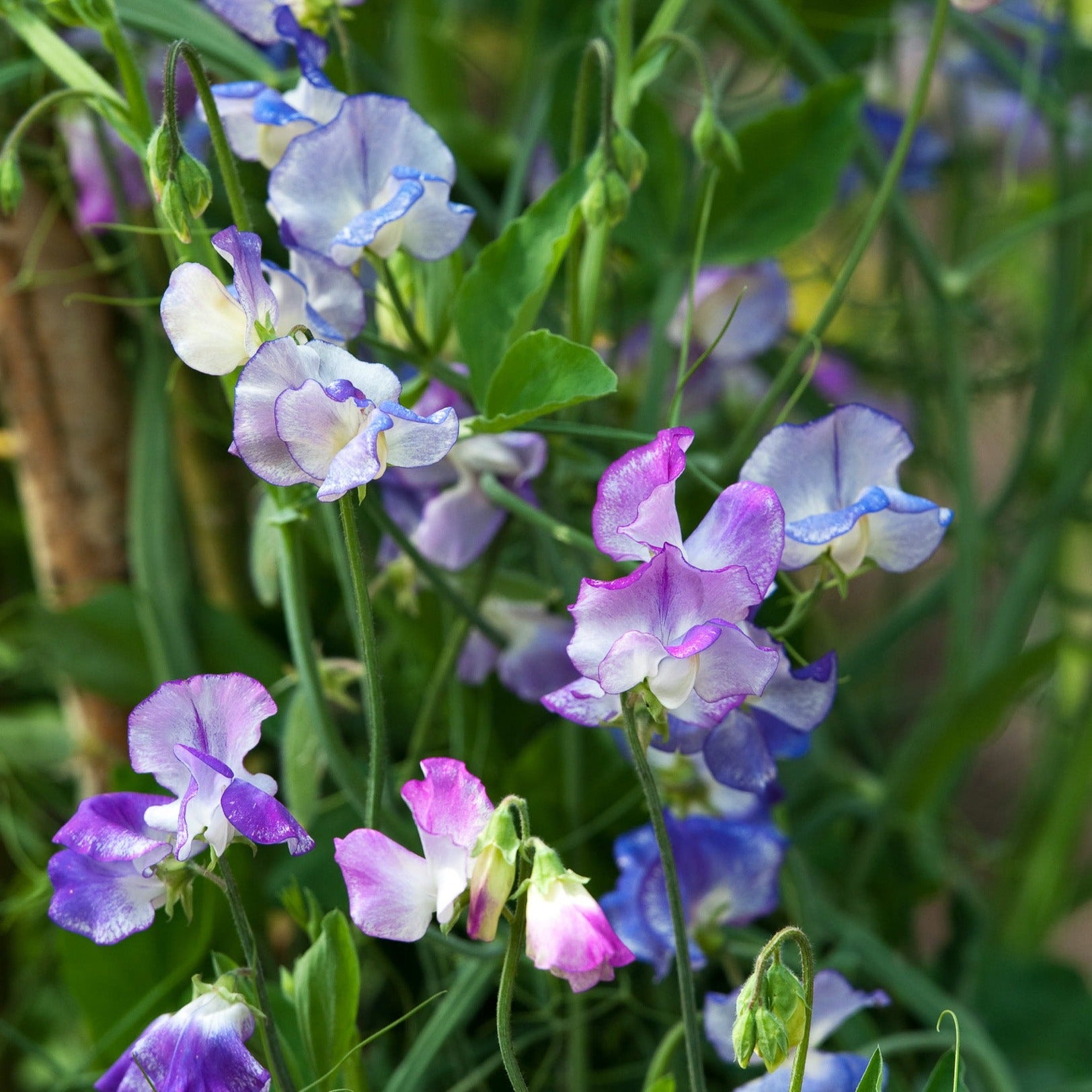 Sweet Pea Streamer Mix Flower | X 15 Seeds