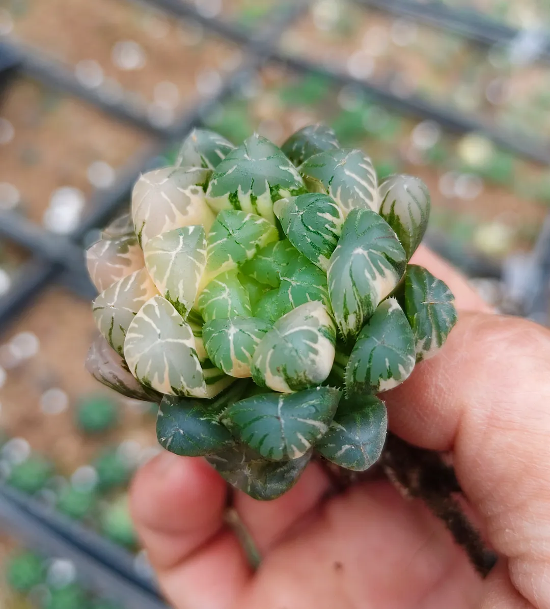 plant Aeonium Echeveria Haworthia  Caudex  Lithops Cactus  Agave 