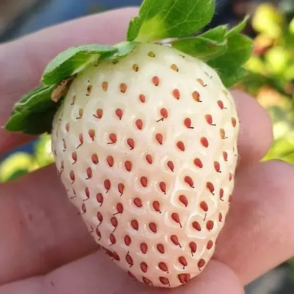 black strawberry seeds Berry Seed Collection (Elderberry  Blueberry  Strawberry) - Heirloom Seeds
