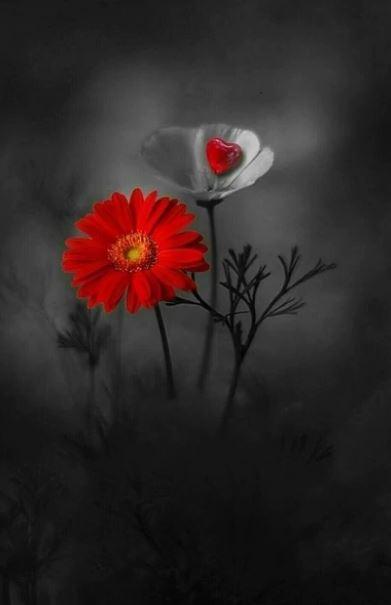 

Red and White Flowers In Dark – Paint By Numbers - 40*50CM, 501 Original