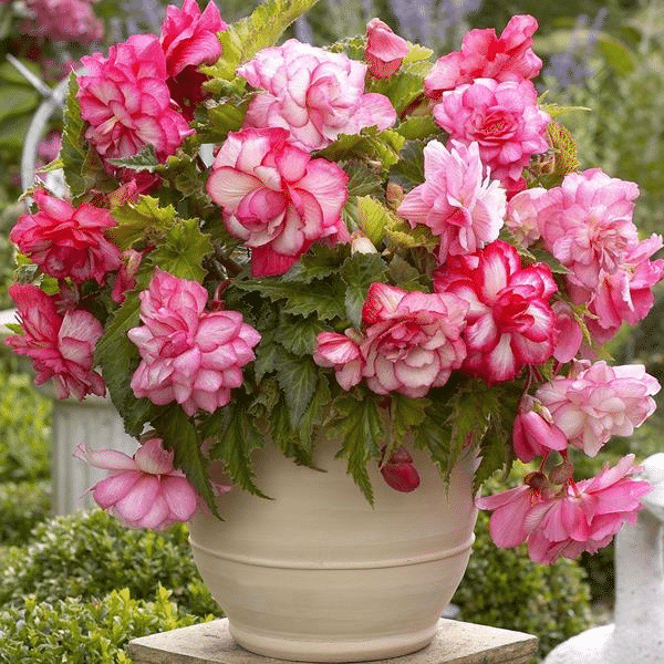 Begonia Flower Seeds