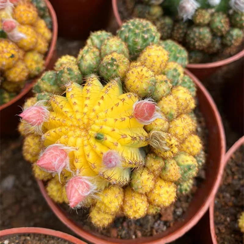 655. Matucana aureispina  variation  /Cactus plants /Succulent plants/ Garden landscape / Carefully select healthy plants