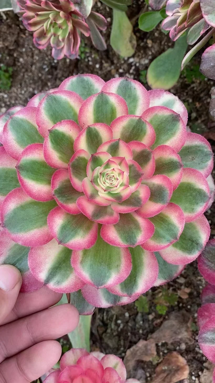 plant Aeonium Echeveria Haworthia  Caudex  Lithops Cactus  Agave 