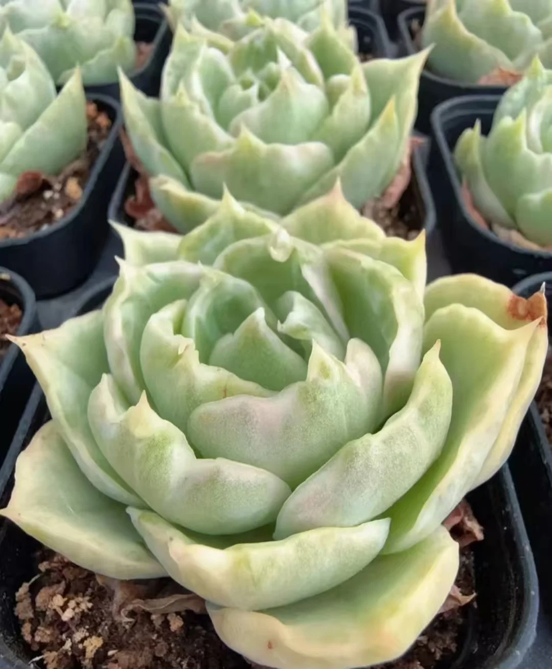 plant Aeonium Echeveria Haworthia  Caudex  Lithops Cactus  Agave 