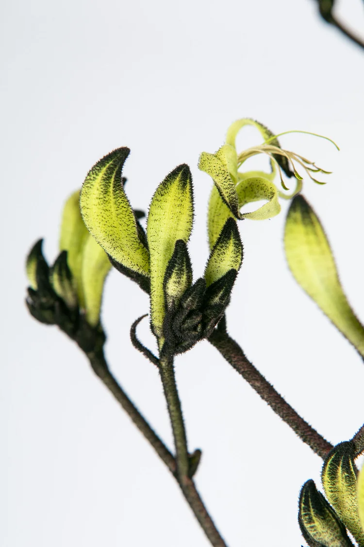 🤶🤶Christmas promotion！Black Kangaroo Paw