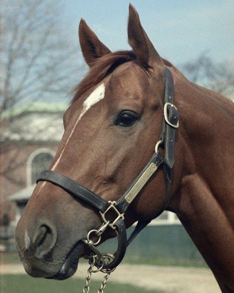 SECRETARIAT Triple Crown Horse Racing 8 x 10 Photo Poster painting Ron Turcotte