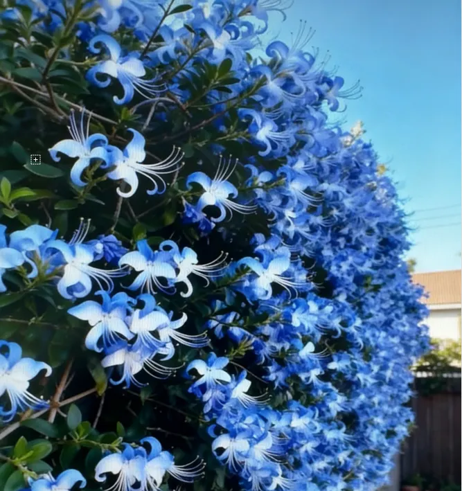 🌌 Blue Butterfly Flower Seeds – Bring the sky into your garden!