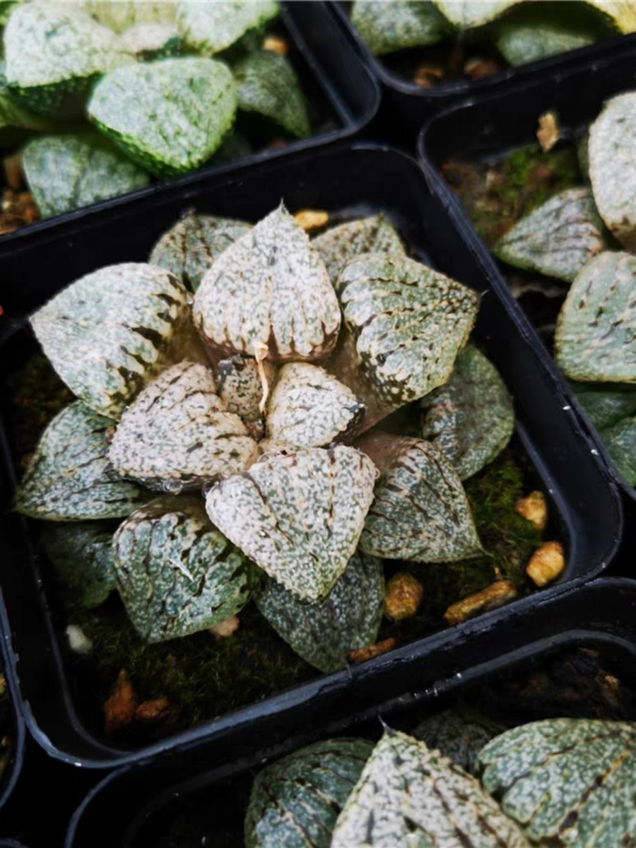plant Aeonium Echeveria Haworthia  Caudex  Lithops Cactus  Agave 