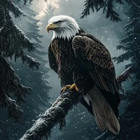 Majestic Bald Eagle - Diamond Painting