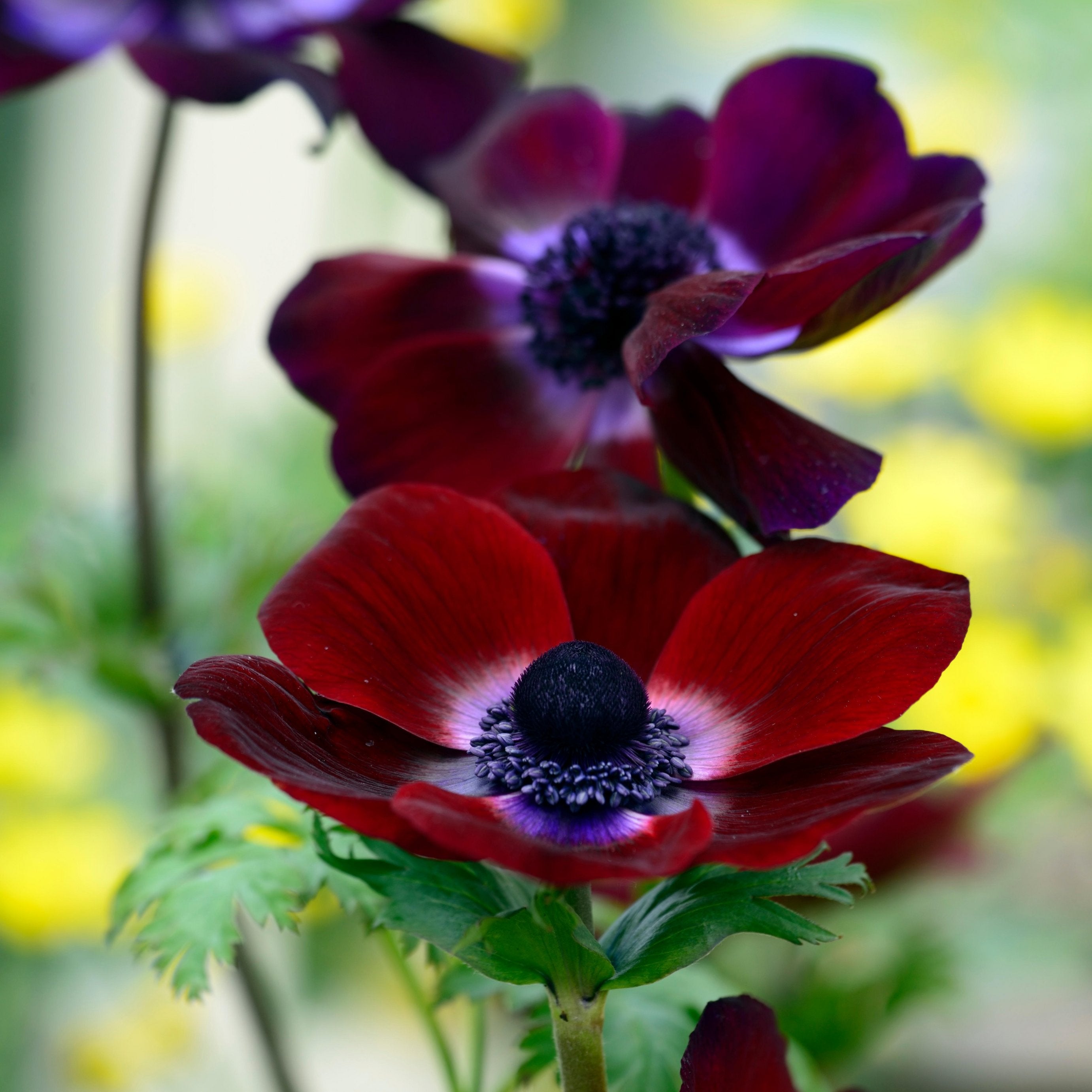 Anemone Marianne Plus Bordeaux Flower | X 20 Seeds