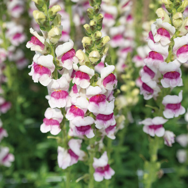 Snapdragon Potomac Plumblossom Flower | X 50 Seeds