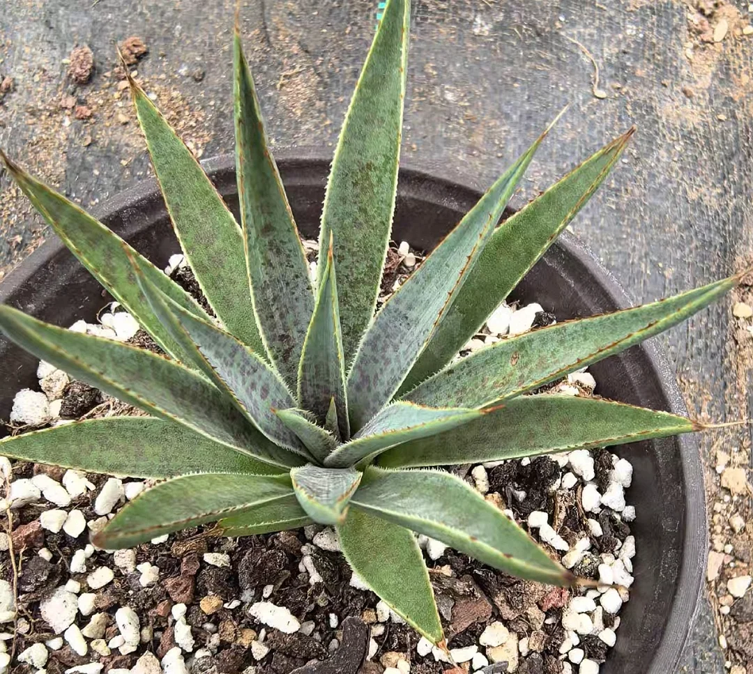 plant Aeonium Echeveria Haworthia  Caudex  Lithops Cactus  Agave 