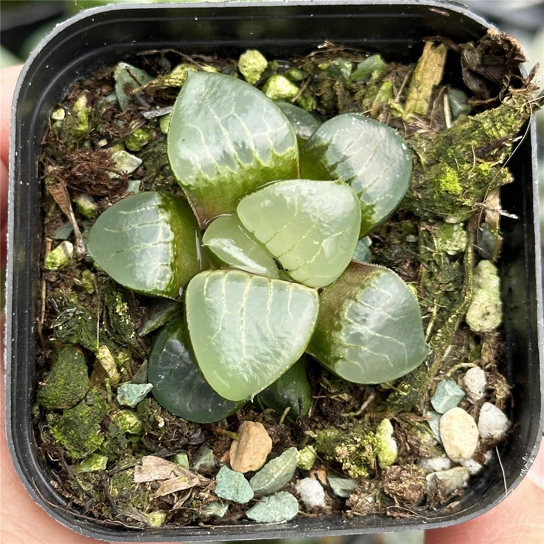 bjbm62.Haworthia 'Tropical Night 3-4cm / Haworthia/ Succulent plants / Garden landscape / Carefully select healthy plants