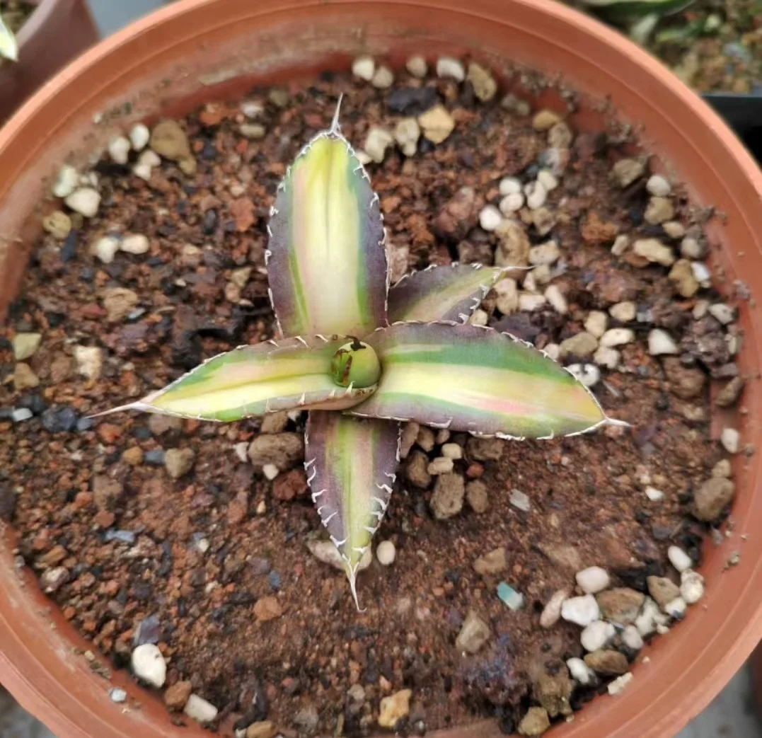 onestock.Agave titanota No.1mediopicta 7cm/agave/ Succulent plants / Garden landscape / Carefully select healthy plants