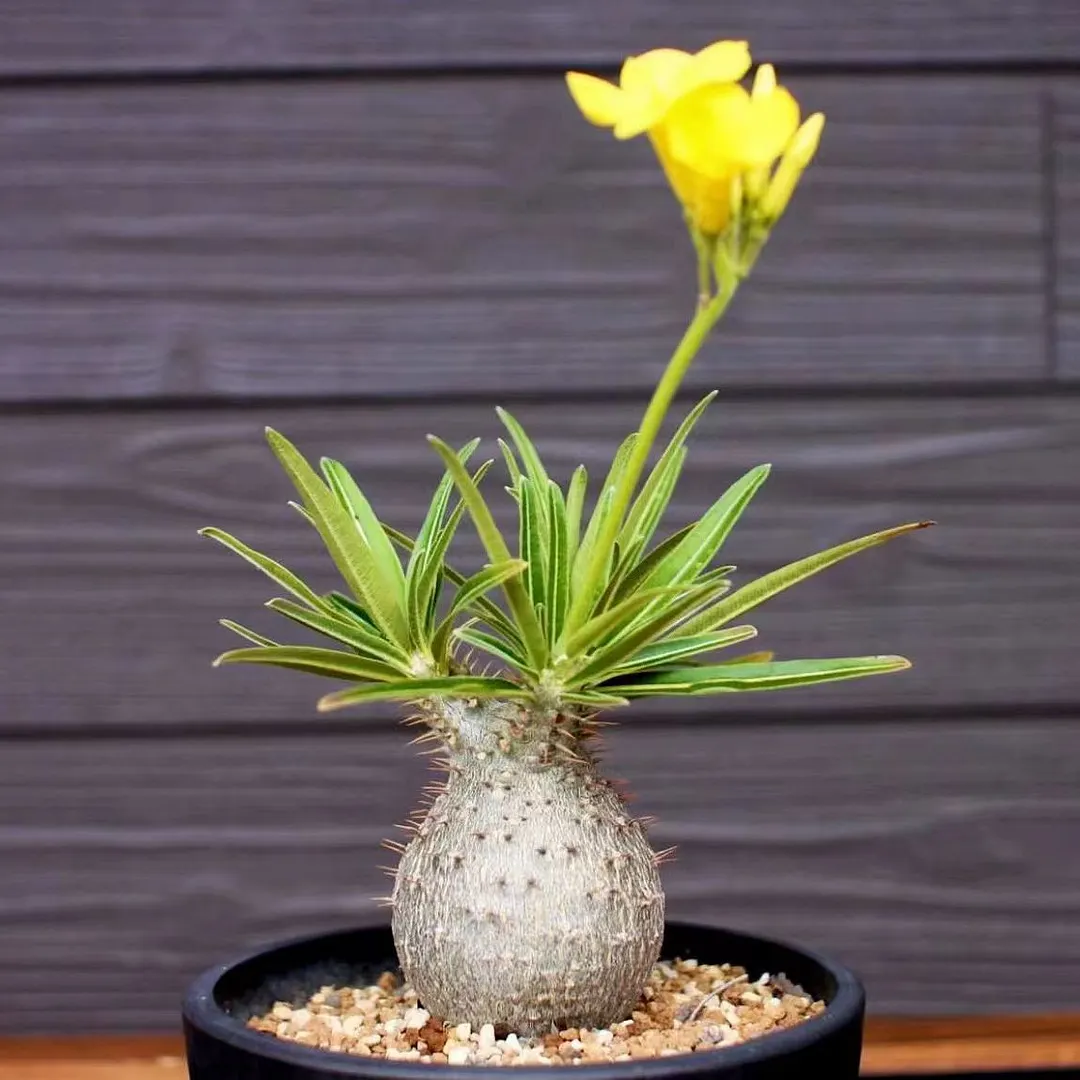plant Aeonium Echeveria Haworthia  Caudex  Lithops Cactus  Agave 
