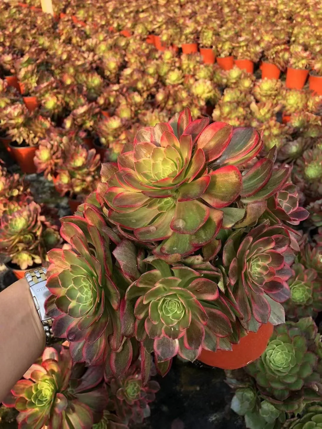 plant Aeonium Echeveria Haworthia  Caudex  Lithops Cactus  Agave 