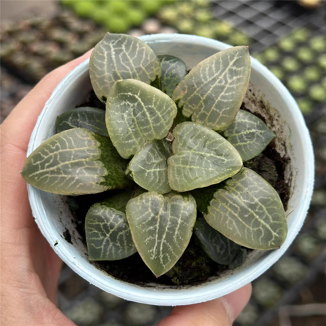 plant Aeonium Echeveria Haworthia  Caudex  Lithops Cactus  Agave 