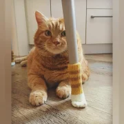 Cat Paw Chair Socks Furniture Decor Floor Protectors Luckybudmall