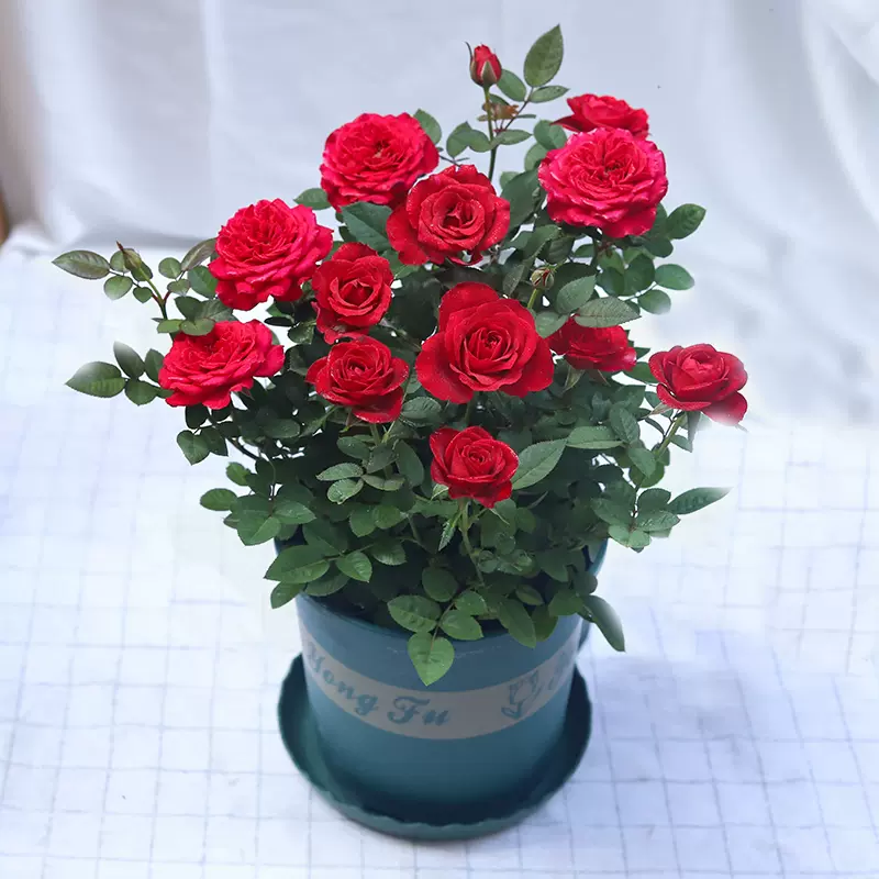 Beautiful Mini Rose Seeds