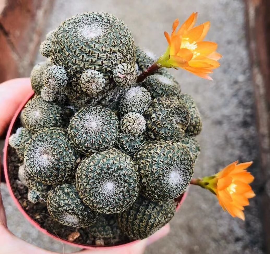 683.   Rebutia heliosa  cluster  10-12cm cluster /Cactus plants  / Succulent plants / Garden landscape / Carefully select healthy plants