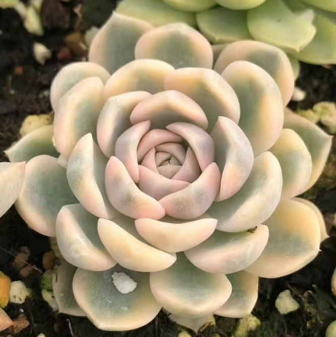 690 . Hamburg var. single head 4-5cm/ Echeveria / Succulent plants / Garden landscape / Carefully select healthy plants