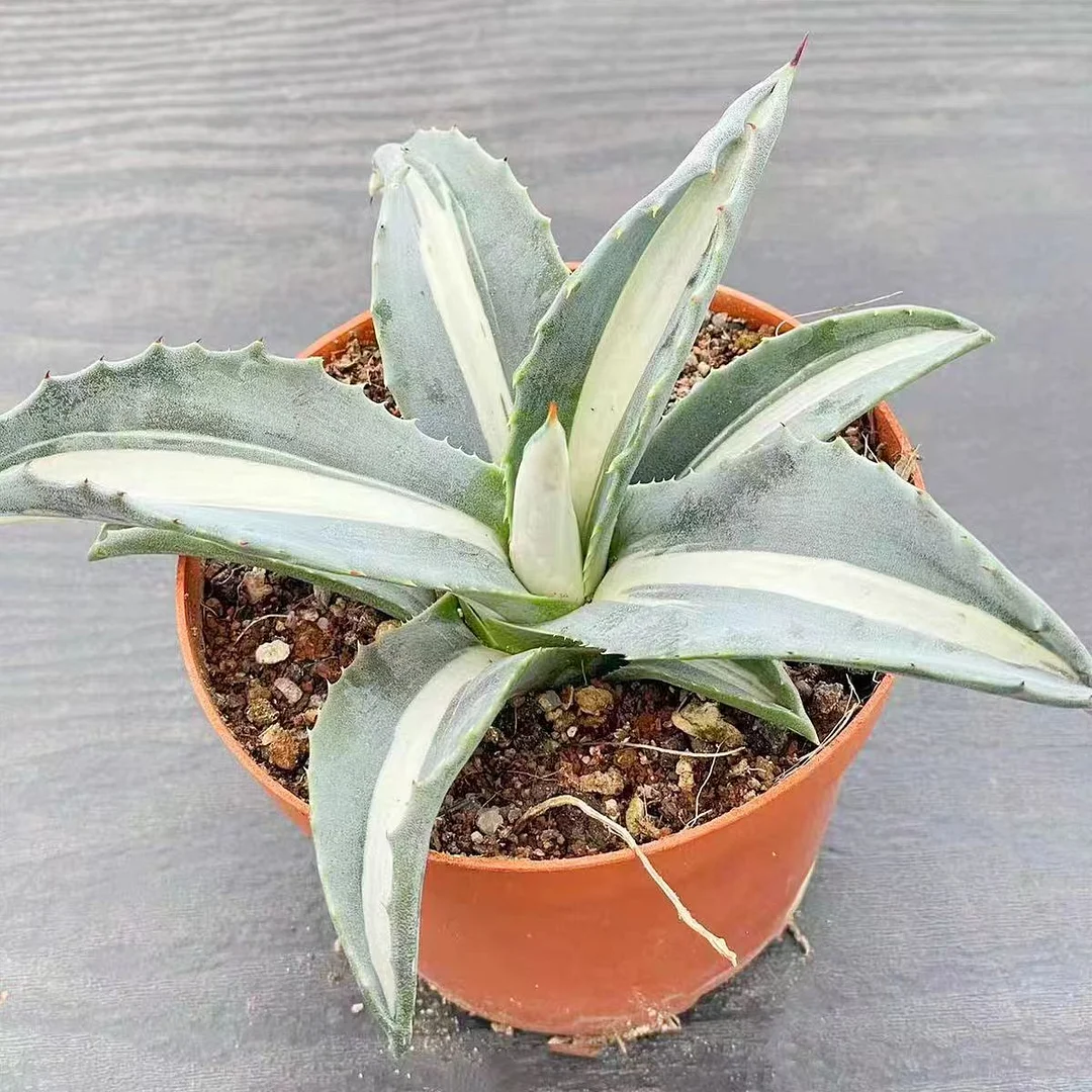 plant Aeonium Echeveria Haworthia  Caudex  Lithops Cactus  Agave 