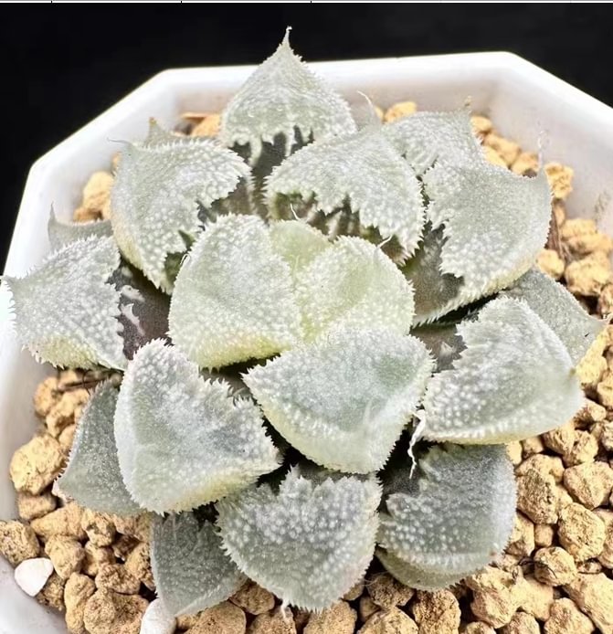 894.   Haworthia  White emperor city 5-6cm  / Haworthia/ Succulent plants / Garden landscape / Carefully select healthy plants