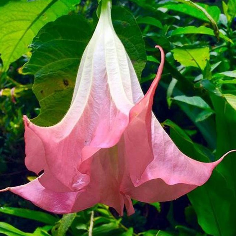 Datura Brugmansia Seeds Potted Bonsai Angel’s Trumpets Flower Seeds Jonyparkseed®