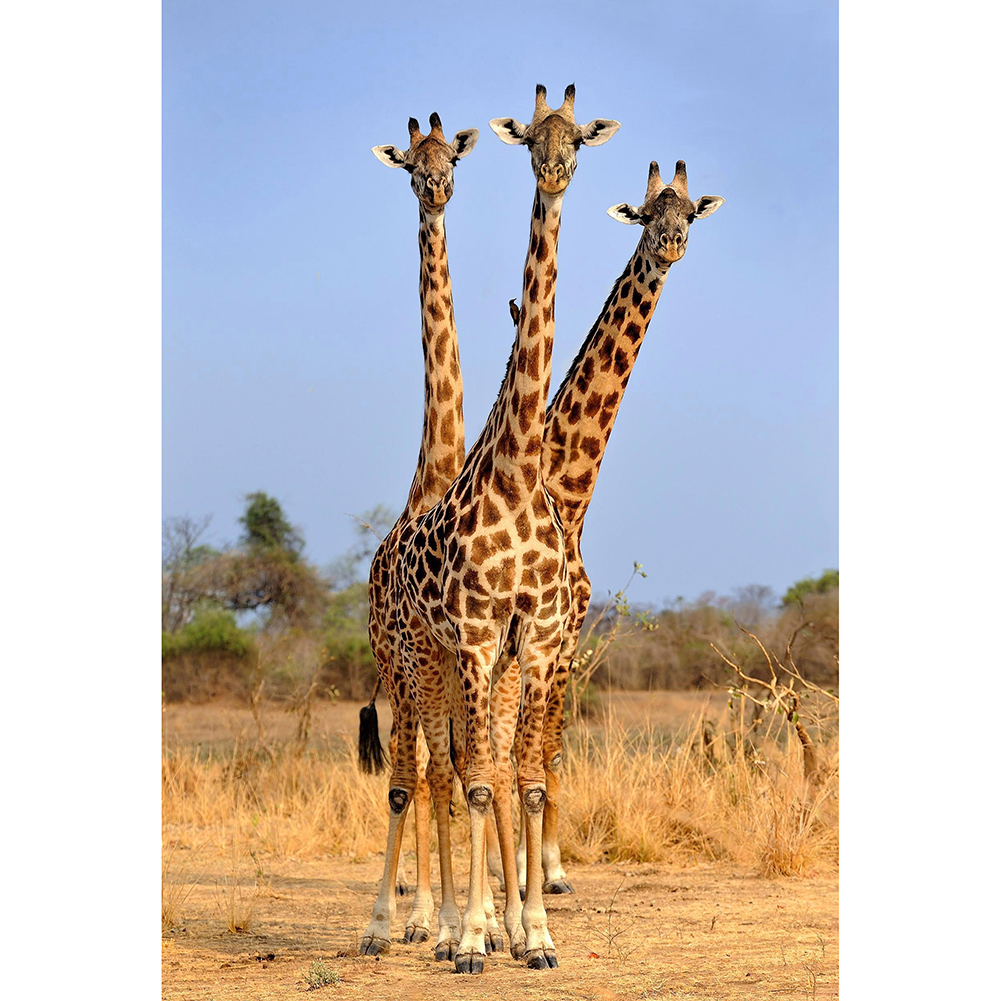 

30*40CM Round Drill Diamond Painting-Giraffe Life, 501 Original