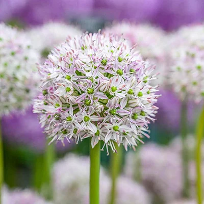 Allium decipiens