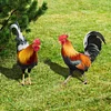 2PCS Chicken Sculpture Ornamental Rooster Decor Garden Statue Acrylic for Easter
