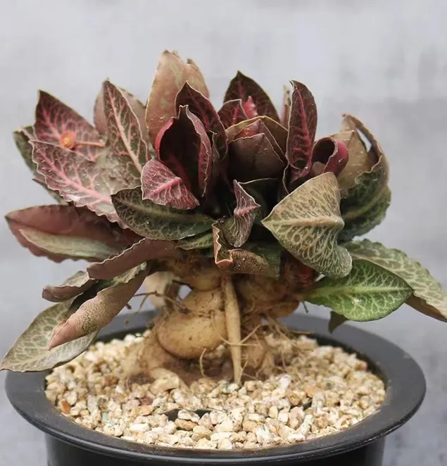 plant Aeonium Echeveria Haworthia  Caudex  Lithops Cactus  Agave 