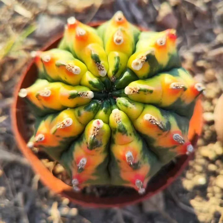 plant Aeonium Echeveria Haworthia  Caudex  Lithops Cactus  Agave 