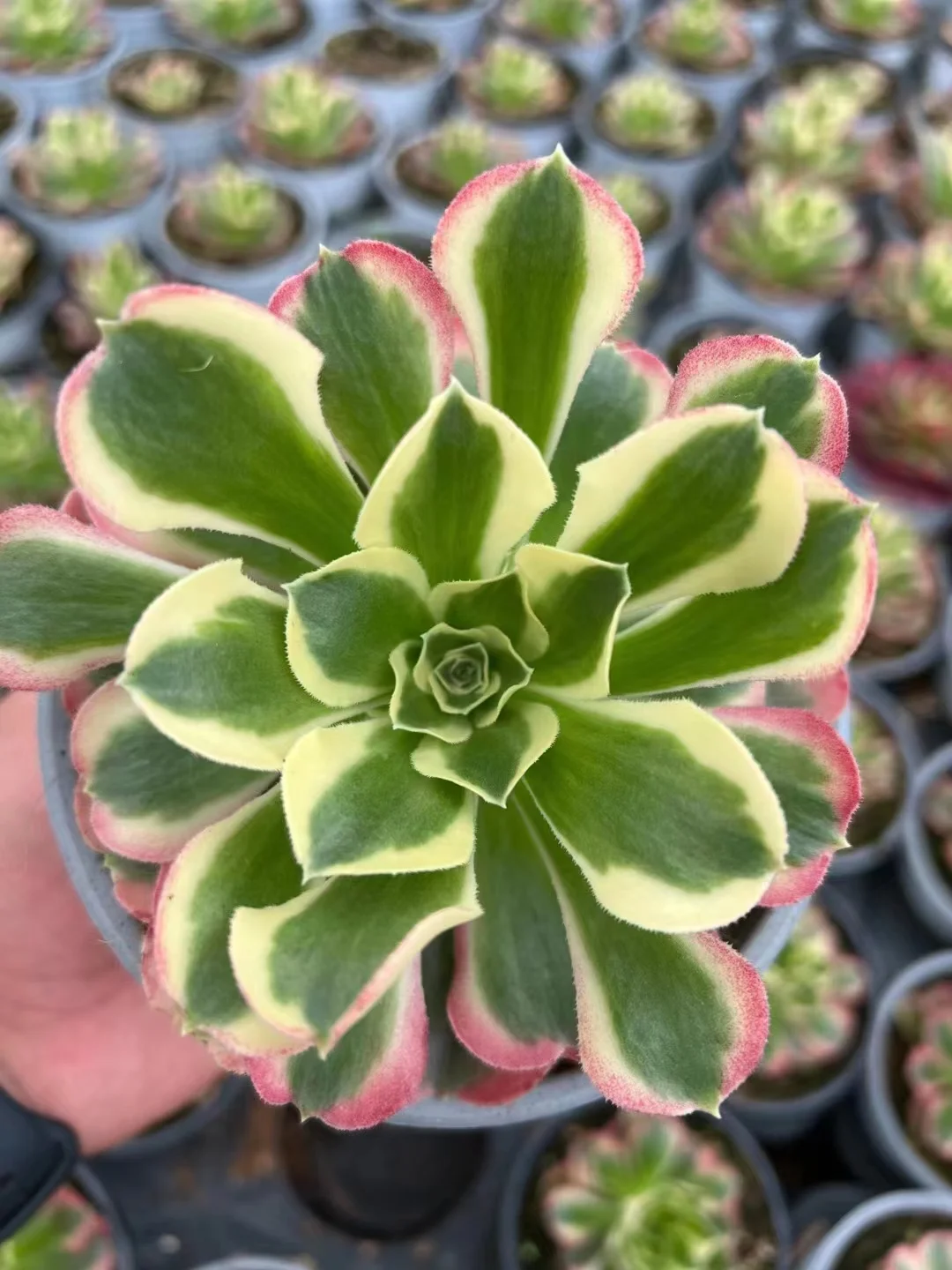 plant Aeonium Echeveria Haworthia  Caudex  Lithops Cactus  Agave 