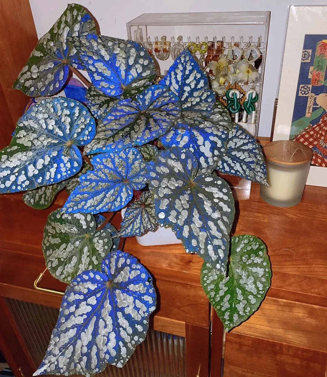 Elizabeth Begonia Seeds