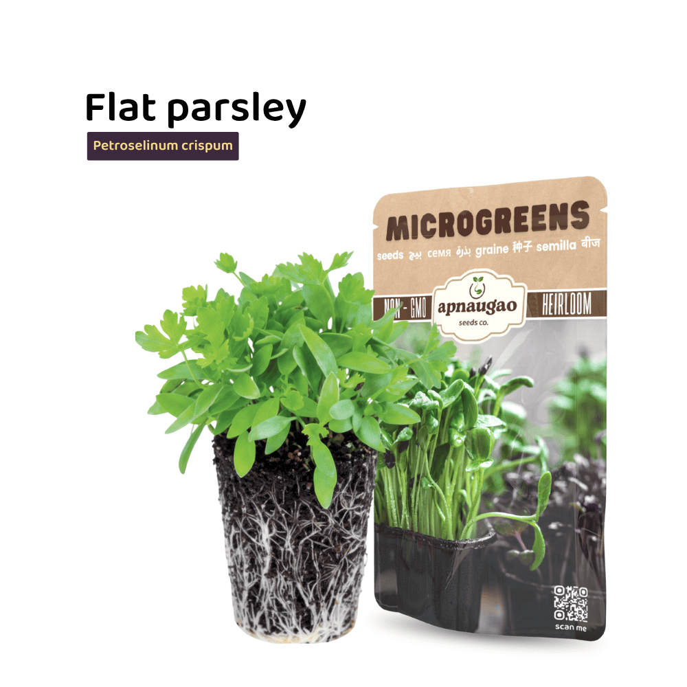 Flat Parsley Microgreens Seeds &ndash; Fresh, Fragrant & Nutrient-Rich