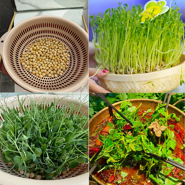 Pea Tip Seeds🌱Endless Deliciousness