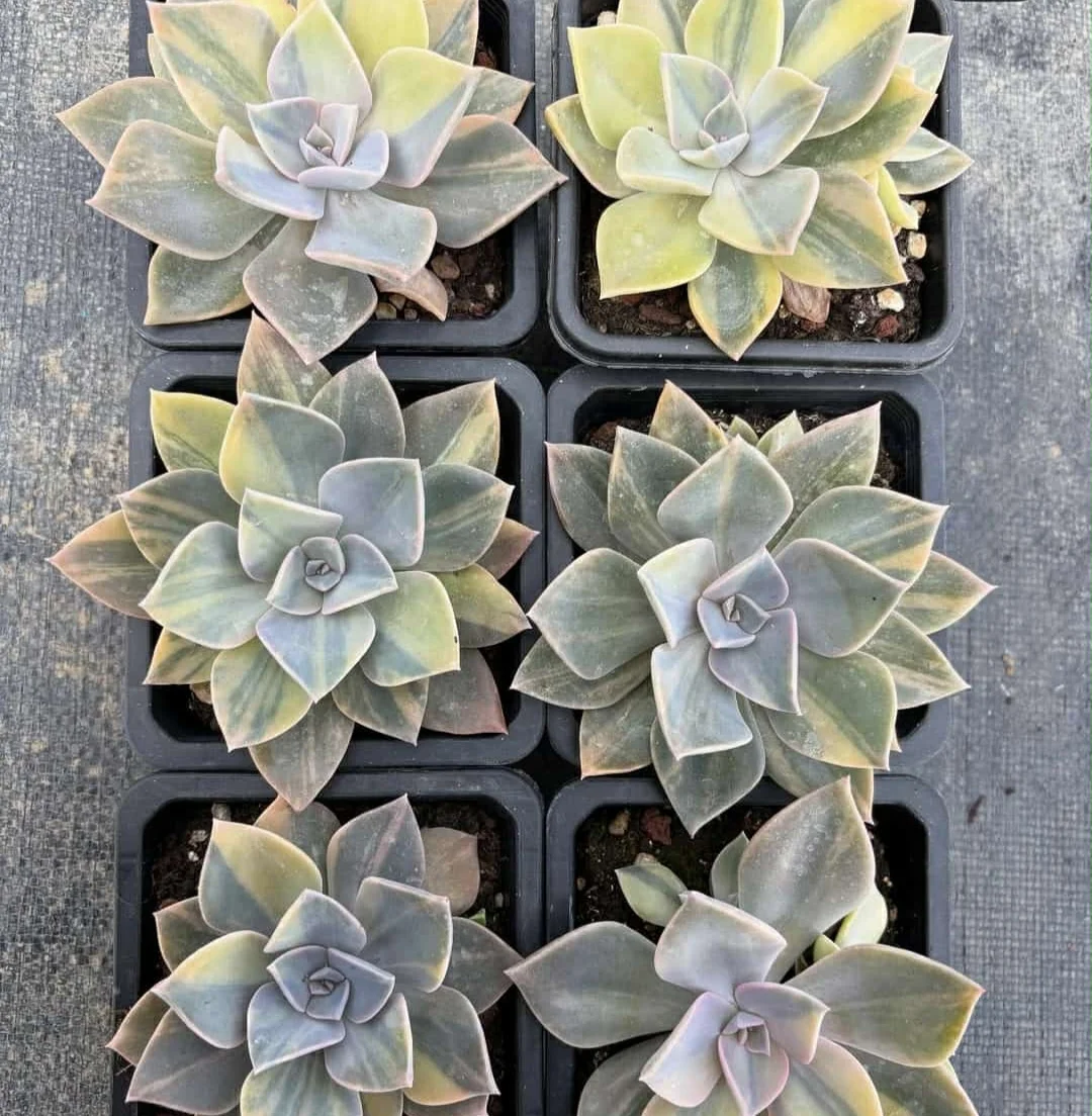 plant Aeonium Echeveria Haworthia  Caudex  Lithops Cactus  Agave 