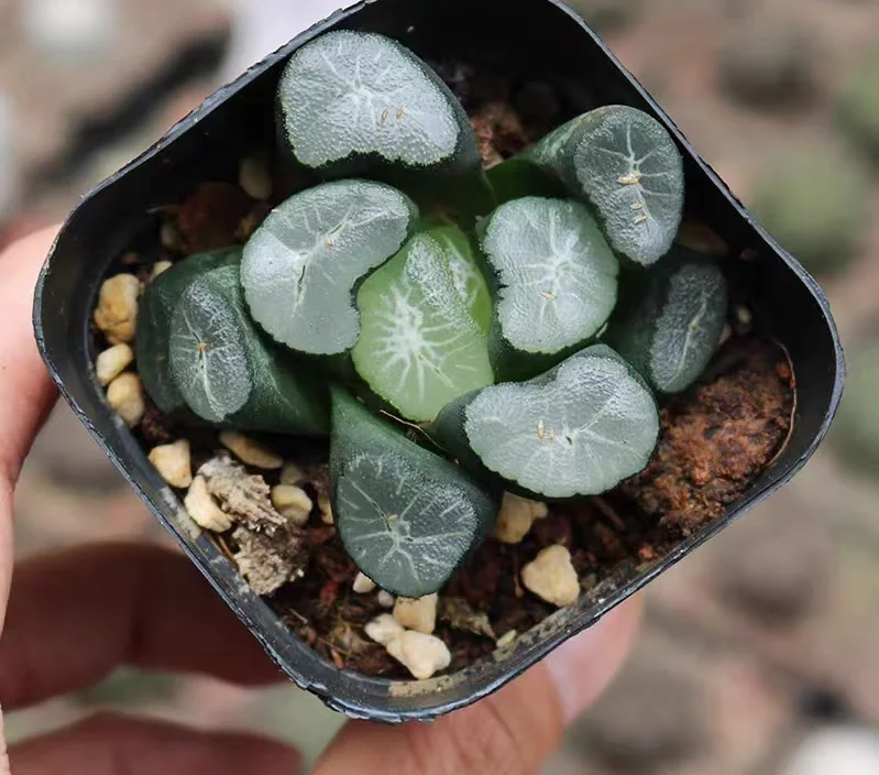 hts11.Haworthia maughanii -Vsucculand Arts & Crafts  4-5cm/ Haworthia/ Succulent plants / Garden landscape / Carefully select healthy plants