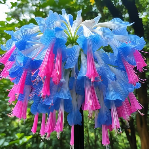 Blue & Pink-Giant Hanging Lobelia Seeds🌊
