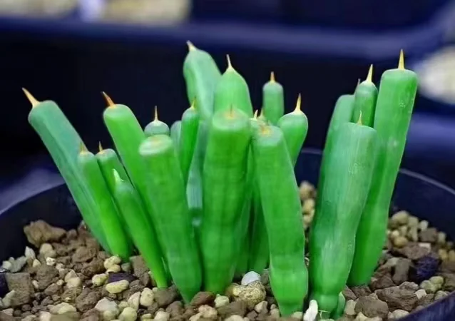 plant Aeonium Echeveria Haworthia  Caudex  Lithops Cactus  Agave 