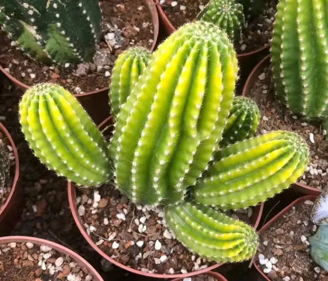 plant Aeonium Echeveria Haworthia  Caudex  Lithops Cactus  Agave 