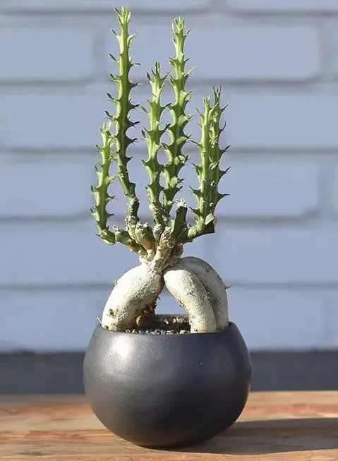 plant Aeonium Echeveria Haworthia  Caudex  Lithops Cactus  Agave 