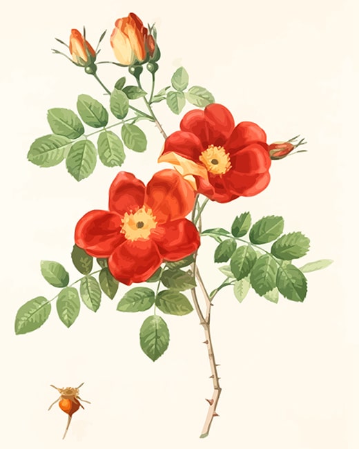 

Austrian Briar Vintage Rose – Paint By Numbers - 40*50CM, 501 Original
